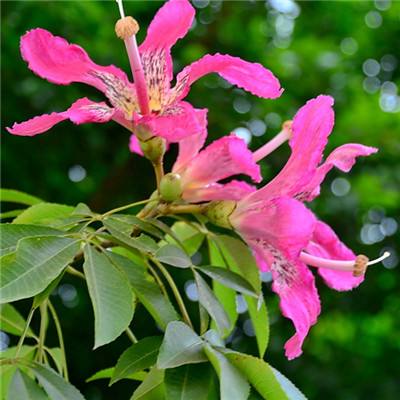 开云·体育(kaiyun)手机app下载